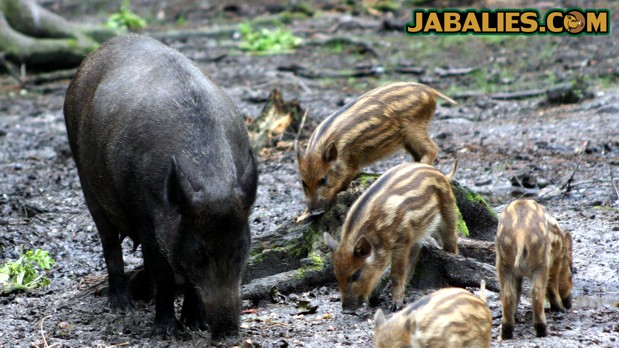 Jabatos o rayones de jabalí con su madre