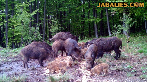 Piara de jabalíes con jabatos